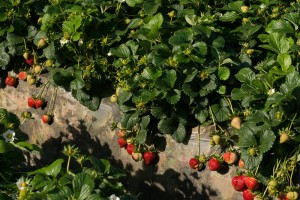 Strawberry Field