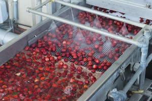 Strawberry processing