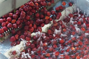 Strawberry Processing