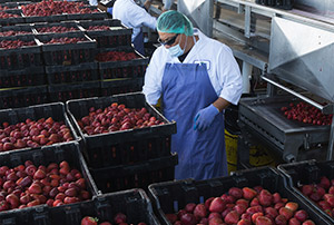 Strawberry Processing Facility